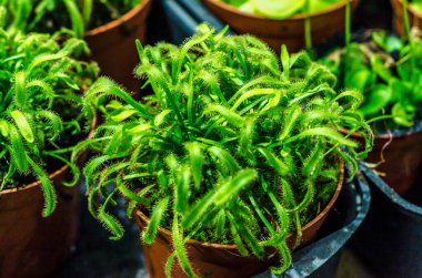 bitki sundew plastik bir tencerede av