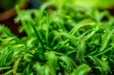 av bitki sundew makro closup