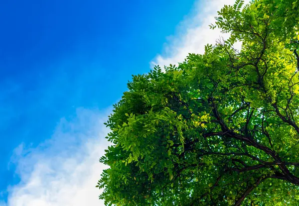 stock image branches of a tree with green leaves against a blue sky with white clouds