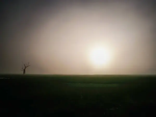 one withered tree without leaves in a field without people at sunset autumn sad landscape