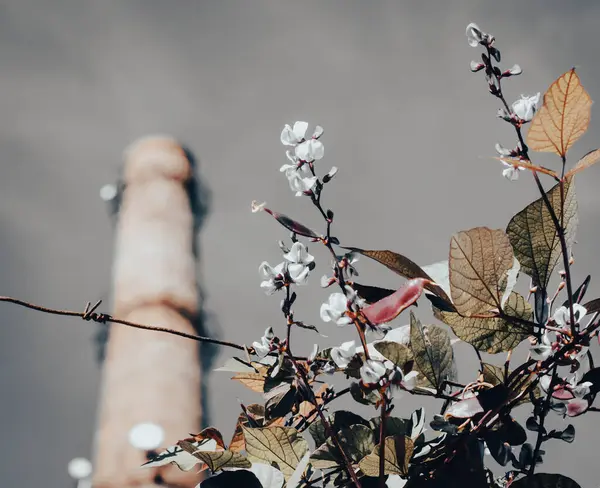 flowers on the background of the factory chimney and gray gloomy sky