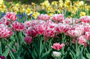 hollanda pembe hibrid lale ile büyük çiçek liyaçi çiçek yatağı