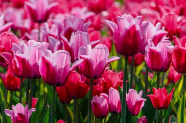 hollanda pembe hibrid lale ile büyük çiçek liyaçi çiçek yatağı