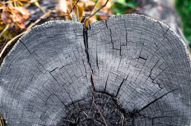 eski gri ahşap güdük yakın çekim