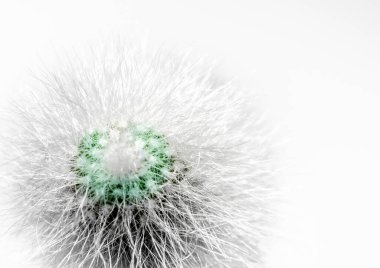 Beyaz arka plan üzerinde beyaz spines makro ile yeşil kabarık kaktüs