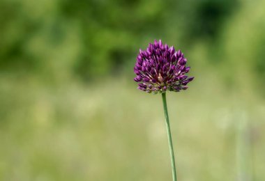 Tek çiçek açan kır çiçekleri yaz mevsimi doğal arka plan