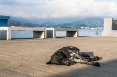 Benekli köpek Batumi, Georgia 'da gezinti güvertesinde uyuyor.