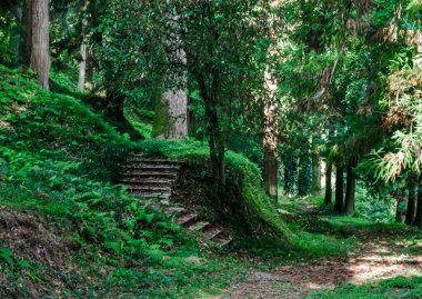 Gürcistan 'da sonbaharda öğleden sonra yüksek ağaçlı yeşil orman ve taş basamaklı bir patika