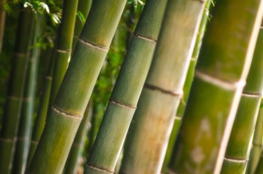 arkaplan yeşil bambu gövde ormanı kapatın