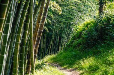 Gürcistan 'da arka planda yağmur ormanları ve bambu ağaçları