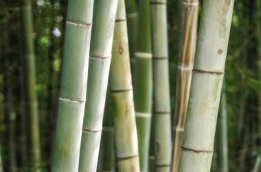 arkaplan deseni yeşil bambu korusu yakın plan