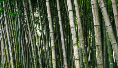 Gürcistan 'da bir parkta yeşil bambu ormanı deseni