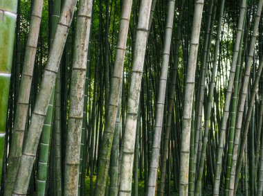 Gürcistan 'da bir parkta yeşil bambu ormanı deseni