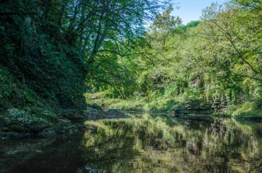 Gürcistan 'ın Martville Kanyonu' nda sonbaharda nehir kıyısında yeşil ağaçlar ve mavi gökyüzü.