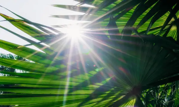 bright rays of the sun through green palm leaves tropical background