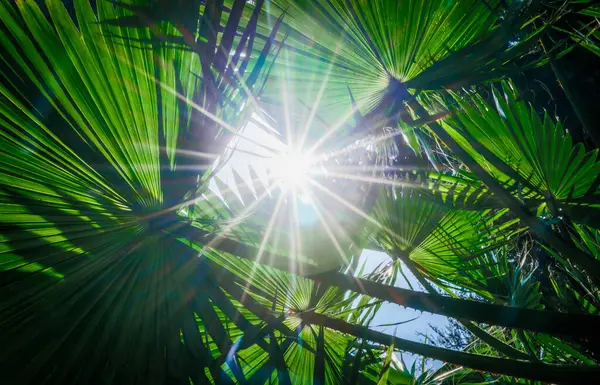 bright rays of the sun through green palm leaves tropical background