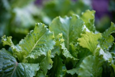 yeşil taze marul sağlıklı gıda vegan arka planı bırakır