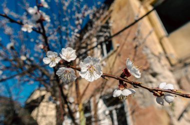 Ukrayna 'daki savaş sırasında şehirdeki evleri yakıp yıktılar.