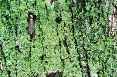 Ahşap arka plan akçaağaç gövdesi ve yeşil yosun.