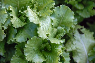 yeşil taze marul sağlıklı gıda vegan arka planı bırakır