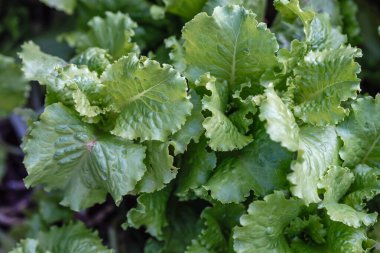 yeşil taze marul sağlıklı gıda vegan arka planı bırakır