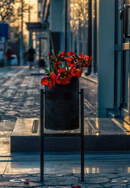 Akşam günbatımında sokağın karşısındaki dükkânın yanındaki çöp kutusunda solmuş kırmızı lale buketi.