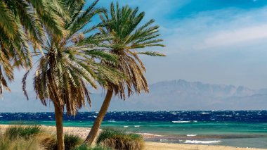 green palm trees on the red sea without people in egypt tropical background nature landscape