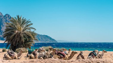 Develer Mısır Dahab Güney Sina yalan bir karavan ile deniz manzarası