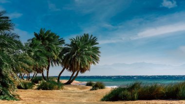 green palm trees on the red sea without people in egypt tropical background nature landscape