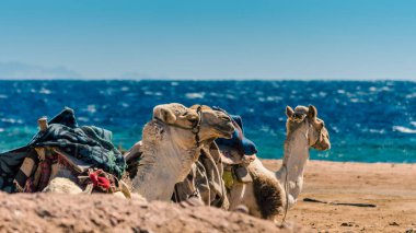 iki deve Mısır 'da deniz kıyısında yatıyor Dahab Güney Sinai