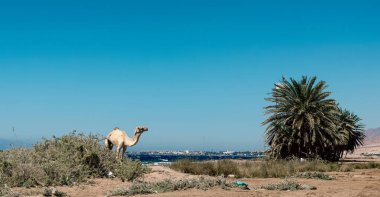 Sahilde yaşlı hasta bir deve ve ve Mısır 'da bir çöp yığını.