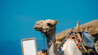 Mısır 'da beyaz bir boş işareti ile bir deve portre Dahab Güney Sinai