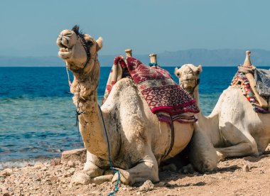 Mısır 'da deniz kıyısında Camel çığlık Dahab Güney Sinai