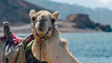 deve portre yakın çekim Mısır Dahab South Sinai'deki / daki Denizi'nin kıyısında