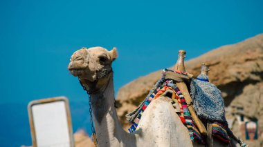 Mısır 'da beyaz bir boş işareti ile bir deve portre Dahab Güney Sinai