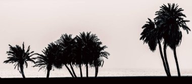 Mısır 'da Kızıl Deniz' de palmiye ağaçlarının silueti