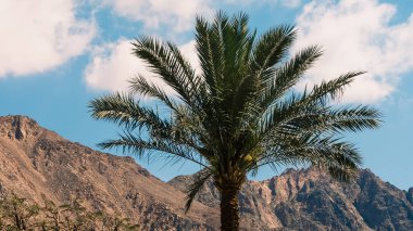 dağlar ve beyaz bulutlar ile mavi gökyüzü bir arka planda bir palmiye ağacı