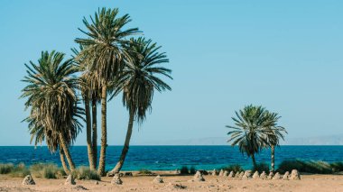 Mısır'da Kızıldeniz kıyılarında uzun boylu yeşil palmiye ağaçları