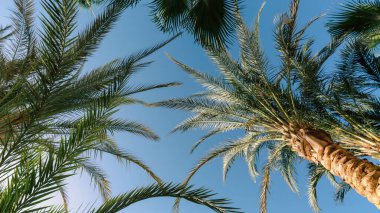 Beyaz arkaplanda tropik desenli yüksek palmiye ağaçları deseni