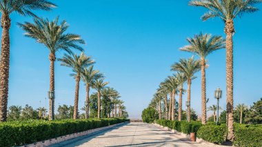 Hurma sokakları Mısır 'ın Sharm El Sheikh Güney Shinai' si mavi gökyüzüne karşı