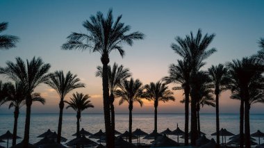 silhouette of palm trees against the dawn sky and blue sea in Egypt