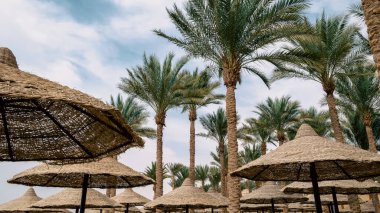 Mısır 'da palmiye ağaçları ve ahşap şemsiyeleri olmayan tropikal bir arka plan. Sharm El Sheikh