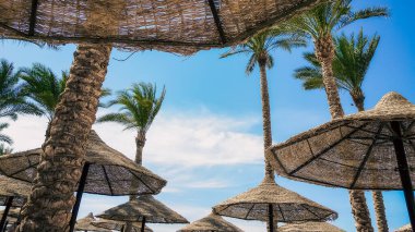 Mısır 'da palmiye ağaçları ve ahşap şemsiyeleri olmayan tropikal bir arka plan. Sharm El Sheikh