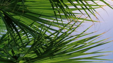 tropikal arkaplan taze palmiye dalları alt görünüm