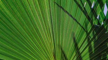 tropikal arkaplan taze palmiye dalları alt görünüm