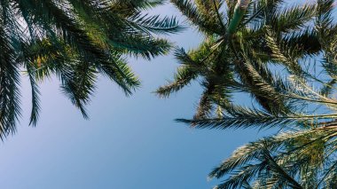 Beyaz arkaplanda tropik desenli yüksek palmiye ağaçları deseni