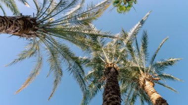 tropikal arkaplan taze palmiye dalları alt görünüm