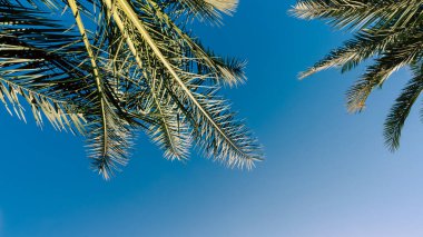 Beyaz arkaplanda tropik desenli yüksek palmiye ağaçları deseni