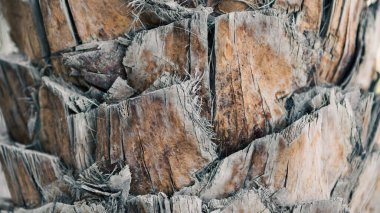 desen arkaplan soyutlaması palmiye ağaçlarının ağaç lifleri kapanıyor.