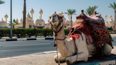 A riding camel in a bright blanket on the sunny street of Sharm El Sheikh Egypt clipart